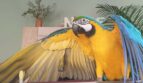 diaporama